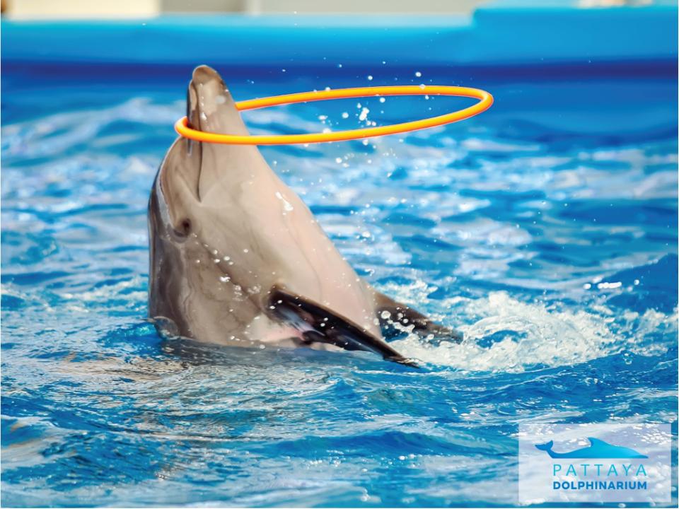 Pattaya Dolphinarium