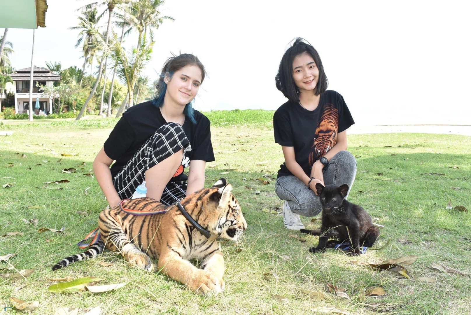 samui aquarium & tiger zoo