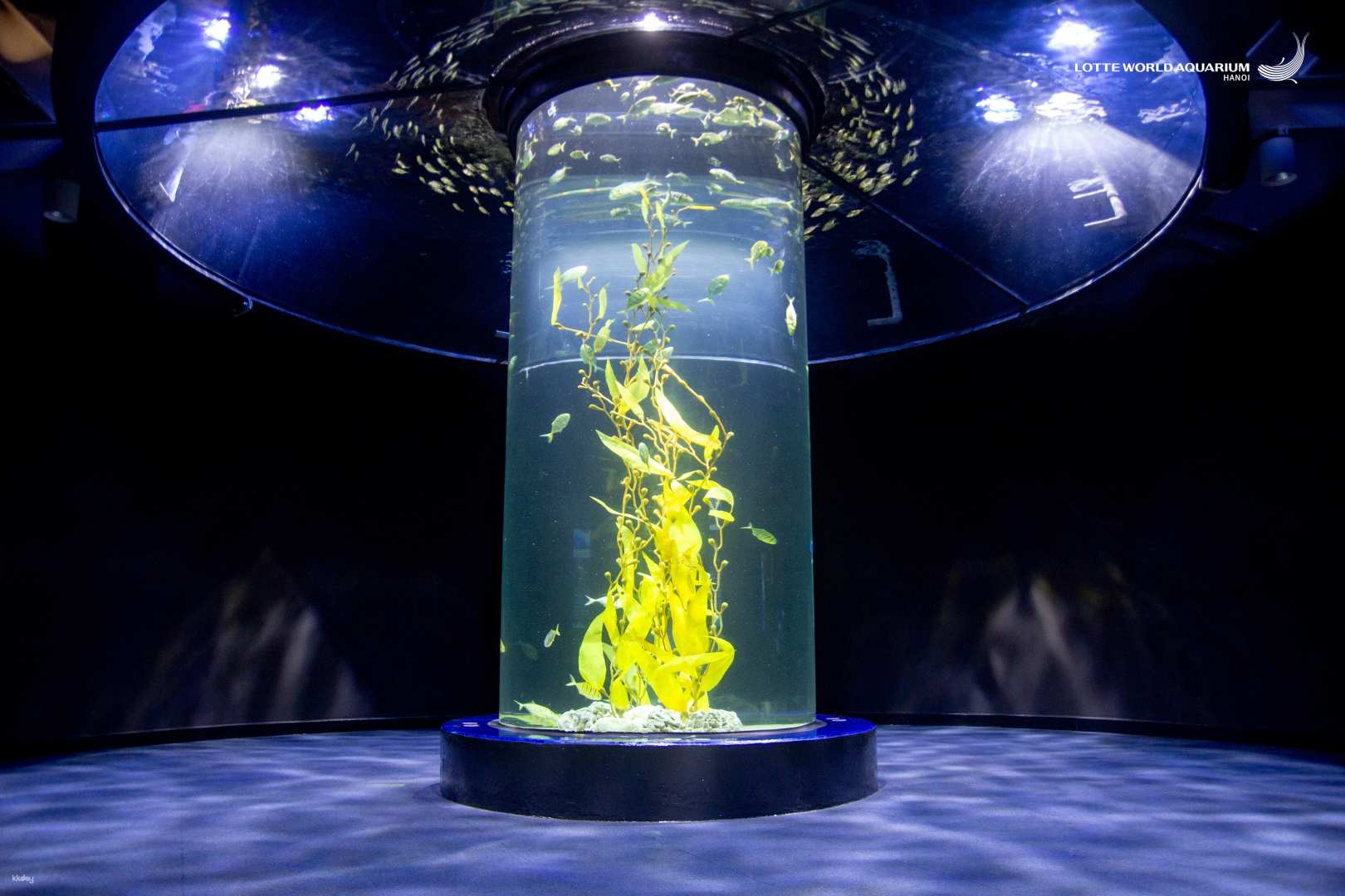 lotte world aquarium hà nội